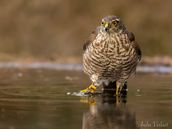 Sperwer / Sparrowhawk - Lemelerveld