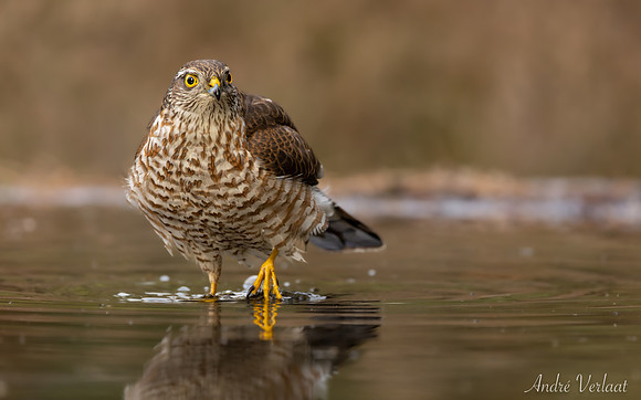 Sperwer / Sparrowhawk - Lemelerveld