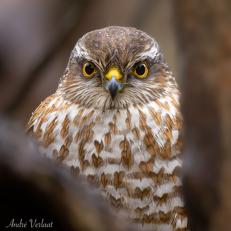 Sperwer / Sparrowhawk - Lemelerveld