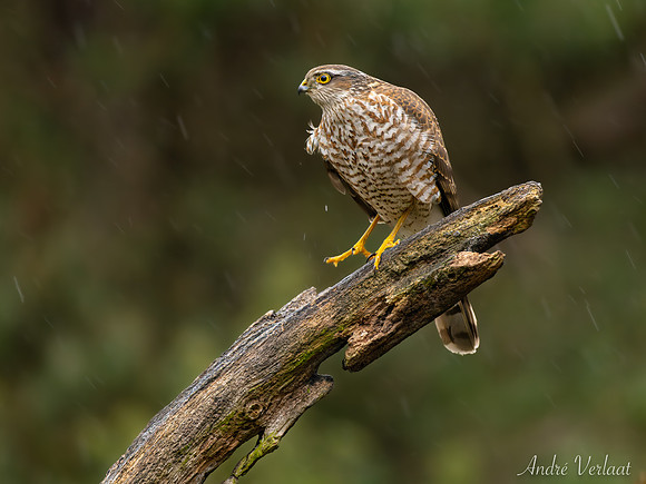 Sperwer / Sparrowhawk - Lemelerveld