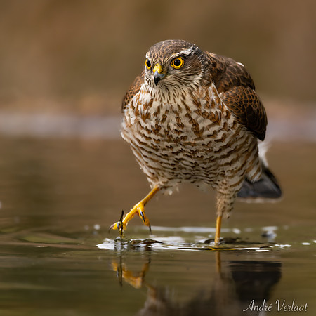 Sperwer / Sparrowhawk - Lemelerveld