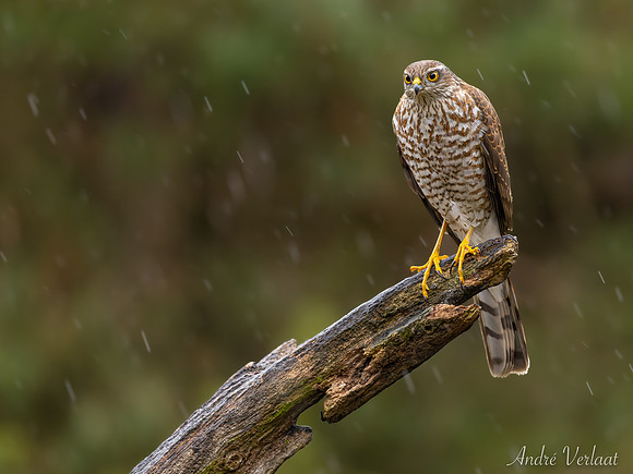 Sperwer / Sparrowhawk - Lemelerveld