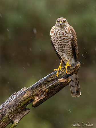 Sperwer / Sparrowhawk - Lemelerveld