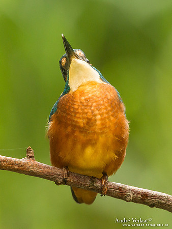 IJsvogel / Kingfisher - Kalmthout
