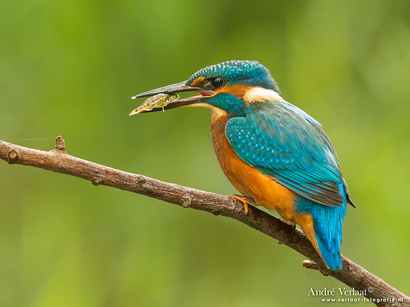 IJsvogel / Kingfisher - Kalmthout