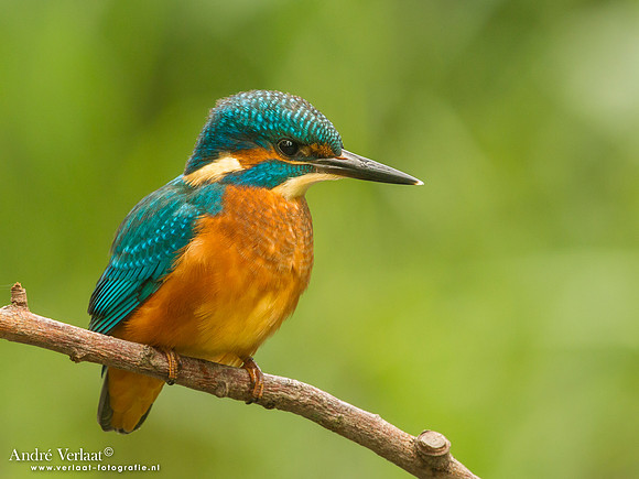 IJsvogel / Kingfisher - Kalmthout