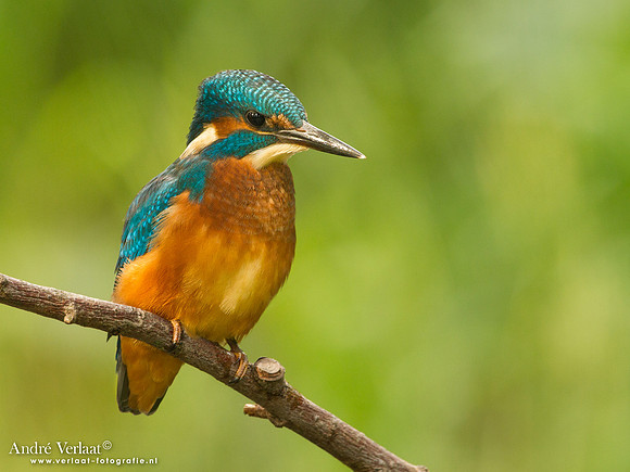 IJsvogel / Kingfisher - Kalmthout