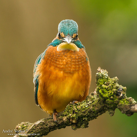 IJsvogel / Kingfisher - Kalmthout