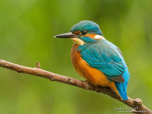 IJsvogel / Kingfisher - Kalmthout