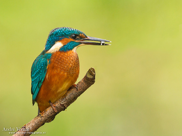 IJsvogel / Kingfisher - Kalmthout