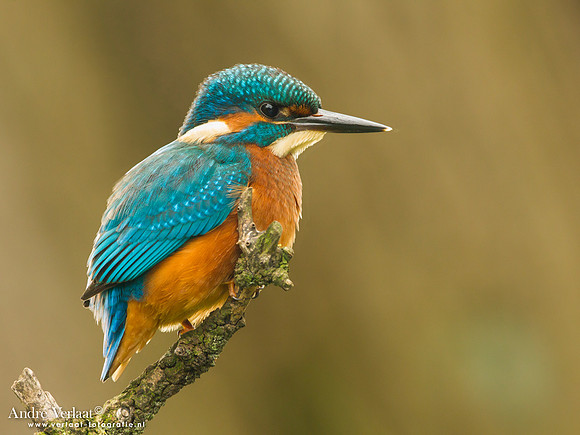 IJsvogel / Kingfisher - Kalmthout
