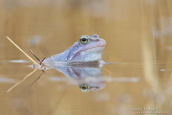 Heikikker / Moor frog - Kootwijk