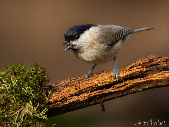 Glanskop / Marsh Tit - Lemelerveld