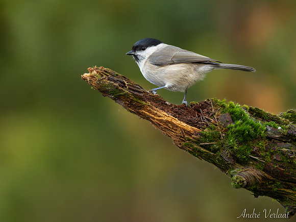 Glanskop / Marsh Tit - Lemelerveld