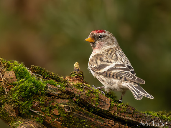 Grote Barmsijs / Redpoll - Lemelerveld