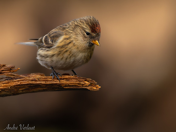 Kleine Barmsijs / Lesser Redpoll - Lemelerveld