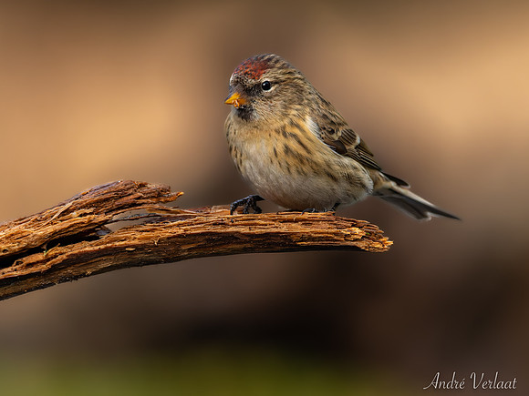 Kleine Barmsijs / Lesser Redpoll - Lemelerveld