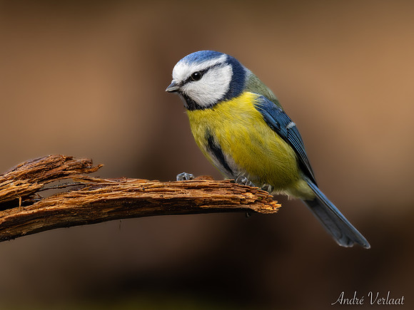 Pimpelmees / Blue Tit - Lemelerberg