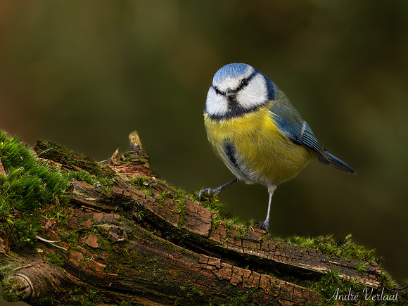 Pimpelmees / Blue Tit - Lemelerberg