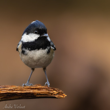 Zwarte Mees / Coal Tit - Lemelerberg