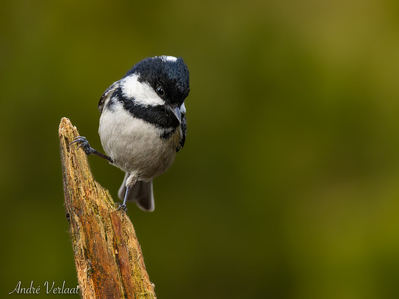 Zwarte Mees / Coal Tit - Lemelerberg