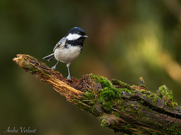 Zwarte Mees / Coal Tit - Lemelerberg