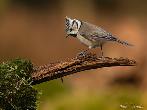 Kuifmees / Crested Tit - Lemelerberg