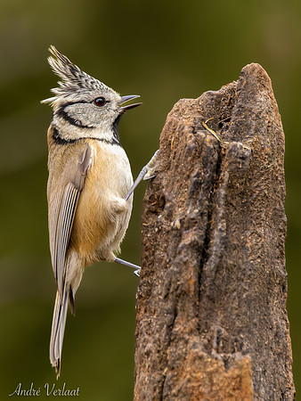 Kuifmees / Crested Tit - Lemelerberg