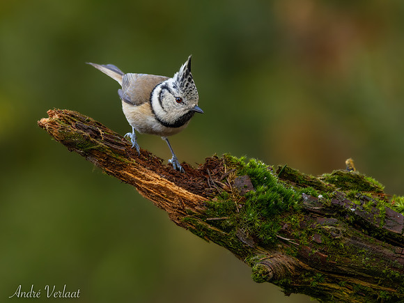 Kuifmees / Crested Tit - Lemelerberg