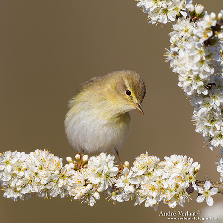 Fitis / Willow Warbler - Oostvaardersplassen