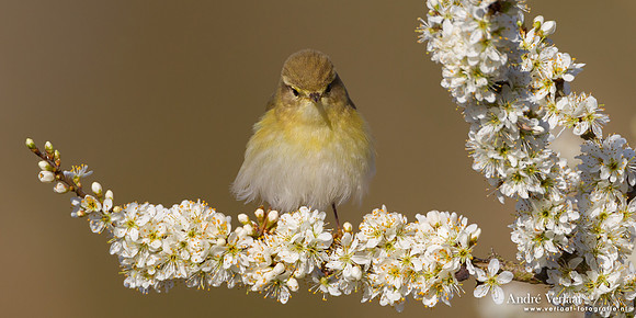 Fitis / Willow Warbler - Oostvaardersplassen