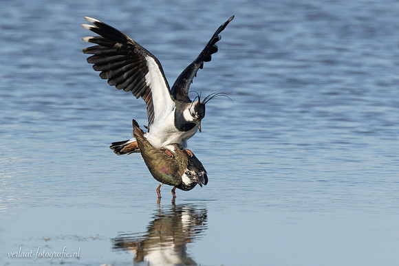 Kievit / Lapwing - Wieringermeer
