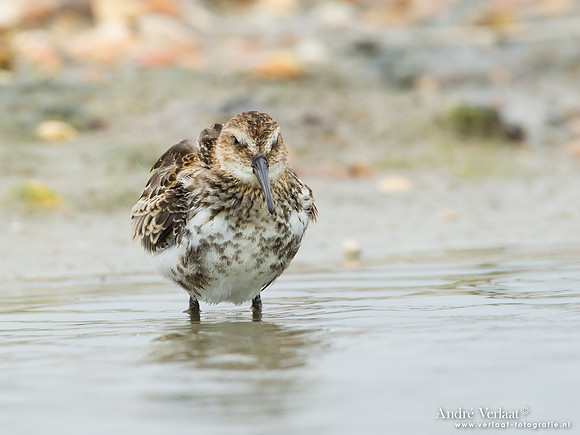 Krombekstrandloper / Curlew Sandpiper - Den Helder