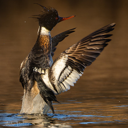 Middelste Zaagbek / Red-breasted Merganser - Den Oever