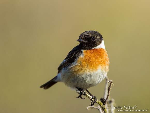 Roodborsttapuit / Stonechat - Hargen aan Zee