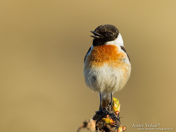 Roodborsttapuit / Stonechat - Hargen aan Zee
