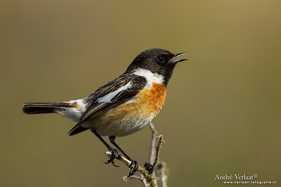 Roodborsttapuit / Stonechat - Hargen aan Zee