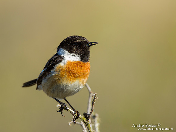 Roodborsttapuit / Stonechat - Hargen aan Zee