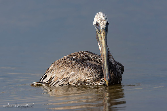 Bruine Pelikaan / Brown Pelican - Rio Lagartos