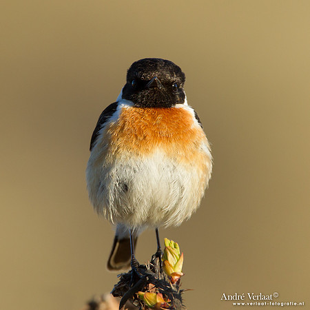 Roodborsttapuit / Stonechat - Hargen aan Zee