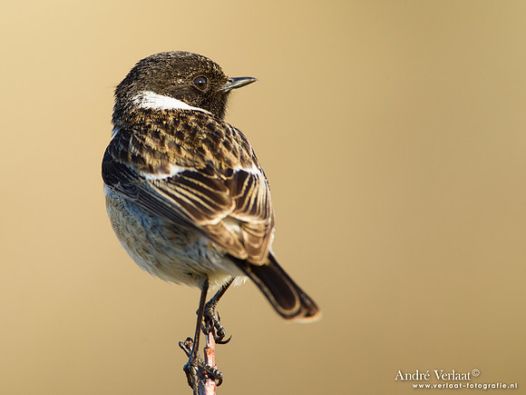 Roodborsttapuit / Stonechat - Hargen aan Zee