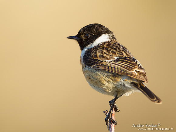 Roodborsttapuit / Stonechat - Hargen aan Zee