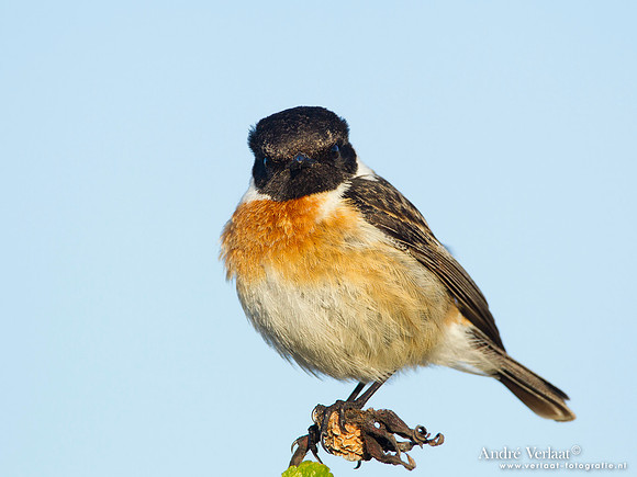 Roodborsttapuit / Stonechat - Hargen aan Zee
