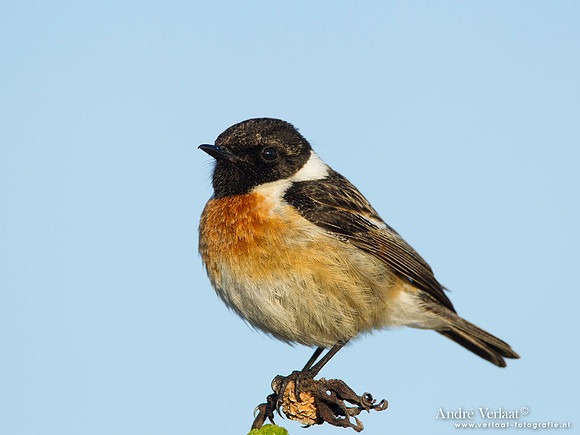 Roodborsttapuit / Stonechat - Hargen aan Zee