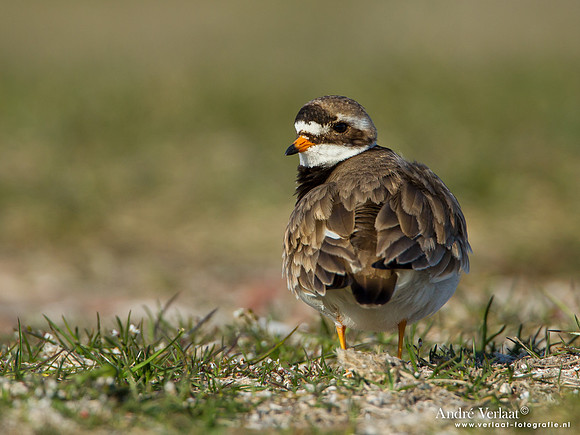Bontbekplevier / Ringed Plover - Hargen aan Zee