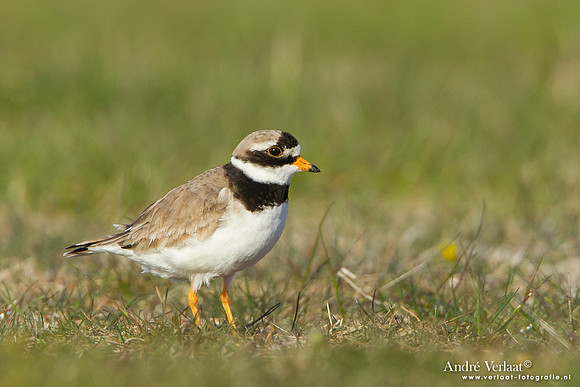 Bontbekplevier / Ringed Plover - Hargen aan Zee