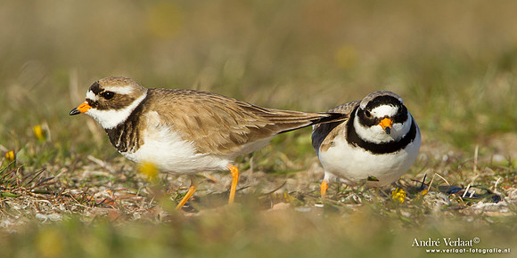 Bontbekplevier / Ringed Plover - Hargen aan Zee