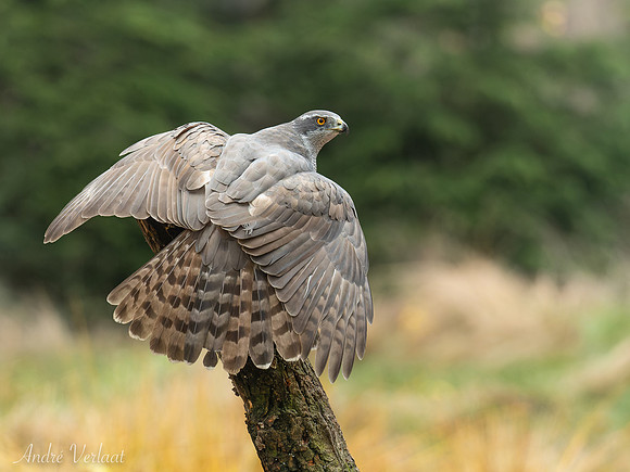 Havik / Northern Goshawk - Oss