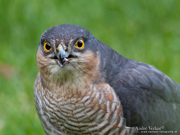 Sperwer / Sparrowhawk - Wognum