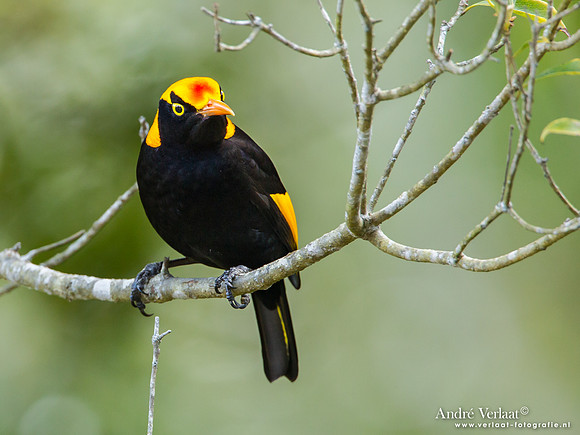 Geelnekprieelvogel / Regent Bowerbird - Lamington Park